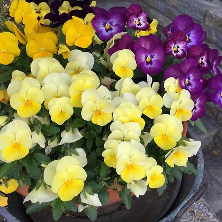 B&B Les Fleurs Gignod Kültér fotó