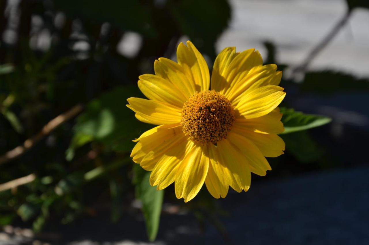 B&B Les Fleurs Gignod Szoba fotó